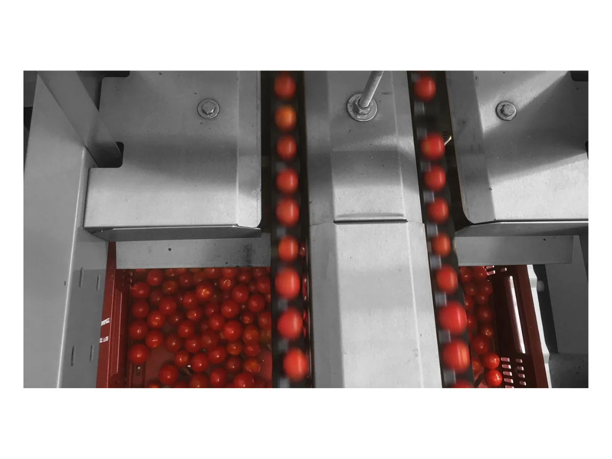 Cherry tomatoes moving inside a sorting machine