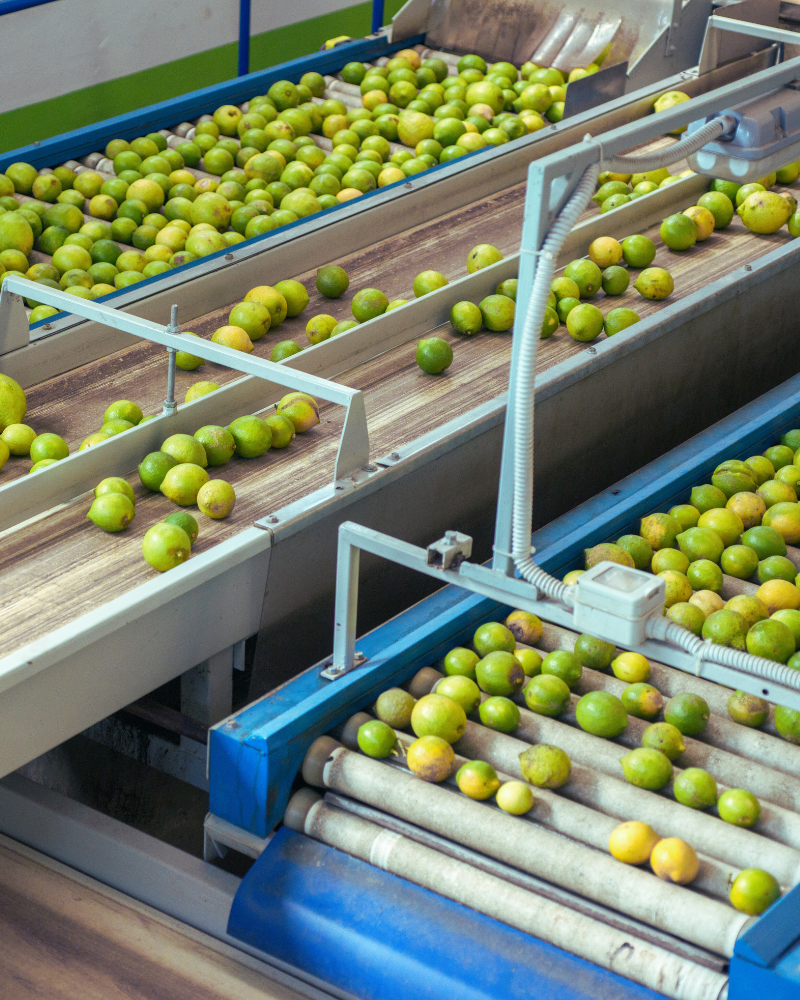 Limes being sorted on a production line